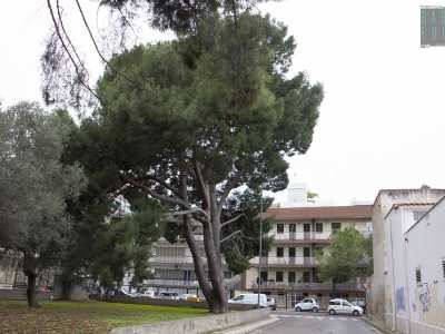 Qui infatti � presente un piccolo appezzamento di terreno circoscritto da un basso muretto in cemento che racchiude il nostro monumentale...